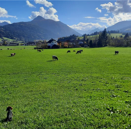 kühe