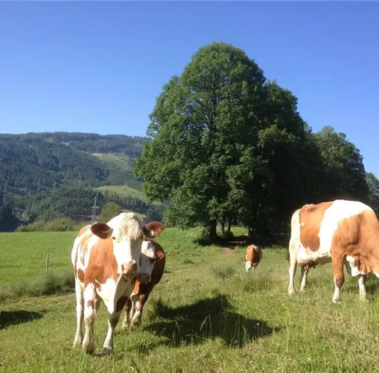 Kühe im Sommer direkt am Bauernhof