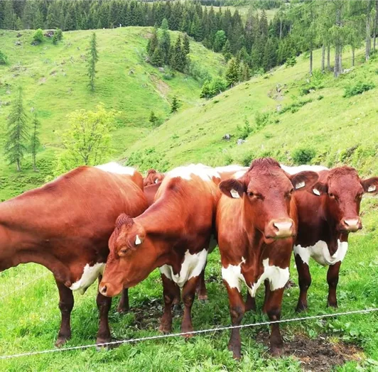 Kühe mit Ziegen