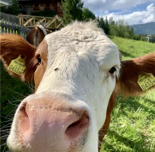 Almfeeling pur – Natur erleben auf Augenhöhe. Bei uns genießen Sie Ihren Urlaub inmitten unberührter Natur, mit direktem Blick auf weidende Kühe und saftig grüne Wiesen. Das sanfte Läuten der Kuhglocken, klare Bergluft und die friedliche Atmosphäre schaffen ein echtes Gefühl von Entschleunigung. Ganz ohne Trubel – einfach ankommen, durchatmen und das einfache Leben in den Bergen spüren.