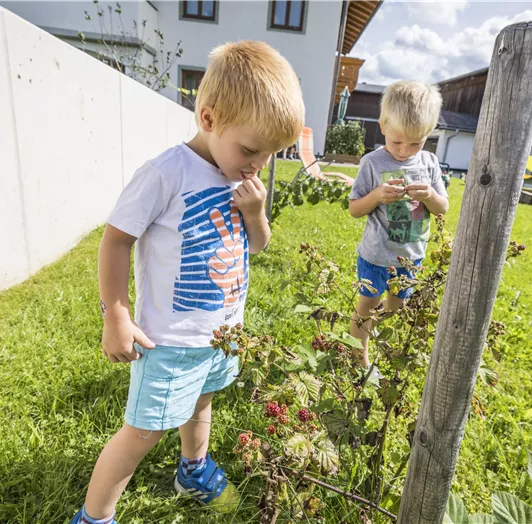 Zwei kleine Jungen erkunden einen Garten mit Himbeersträuchern. Sie scheinen interessiert und entdecken die Pflanzen im grünen Gras.