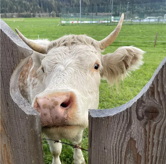 neugierige Tiere