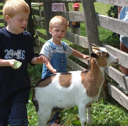 Öd-Bauernhaus - Ziegen