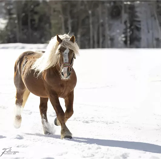 Der Bauernhof hat eine große Anzahl an Tieren für Sie zum streicheln und liebhaben.