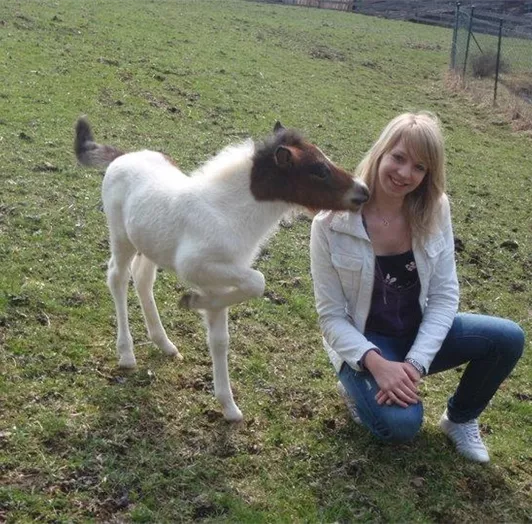 pony