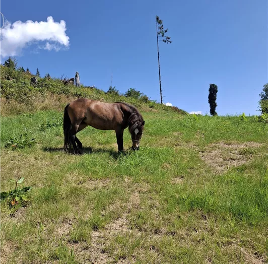 Ponyreiten