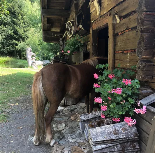 ponyreiten