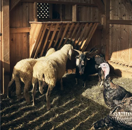 RANSBURGERHOF TIERE_SOPHIE KIRCHNER 32