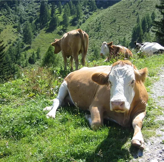 Relexte Kühe