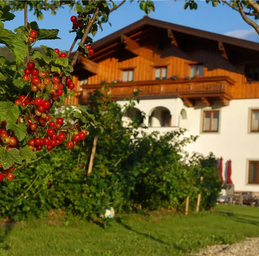 Ein traditionelles Haus mit Holzverkleidung, umgeben von grünen Gärten. Im Vordergrund wachsen rote Beeren an einem Strauch.