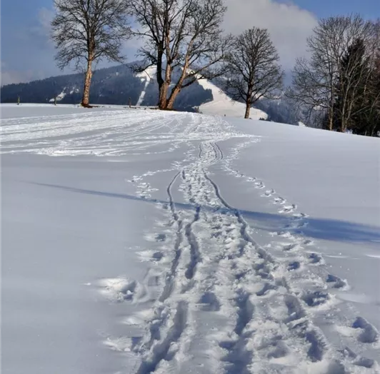 Schneespuren