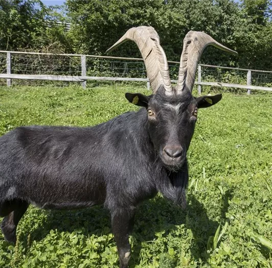 Schrempfgut Streichelzoo