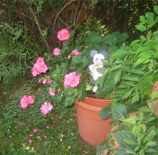SOMMER