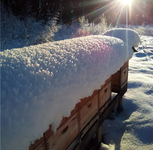 Bienenstand im Winter