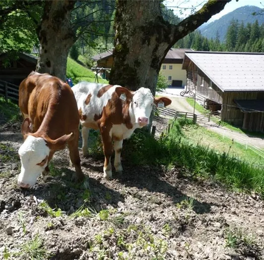 Tiere am Hof