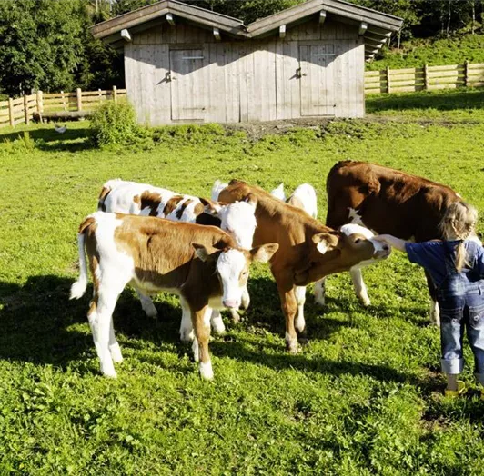 Tiere am Hof