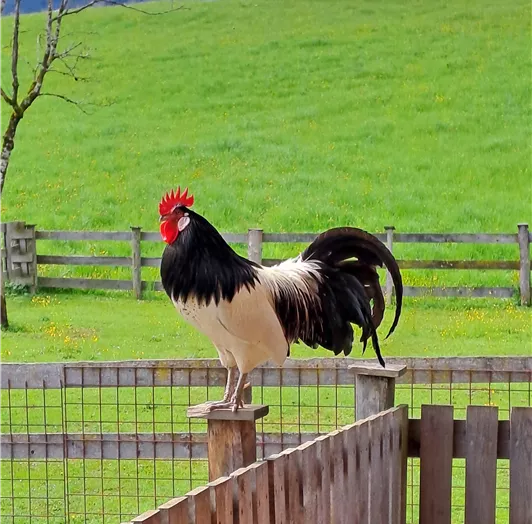 Unser Hahn Luki