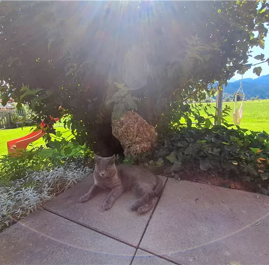 Unser Kater Lukas