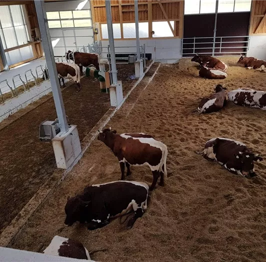 Unser tierfreundlicher neuer Kuhstall