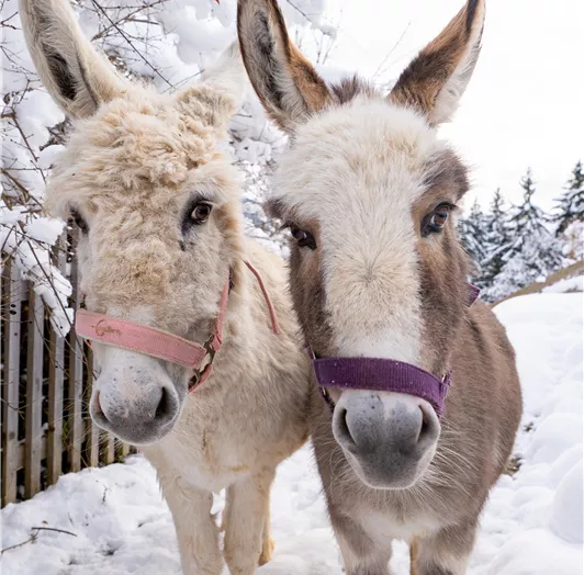 Two donkeys in a snowy landscape. They are standing next to each other and have colorful halters.
