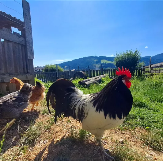 Unsere glücklichen Hühner