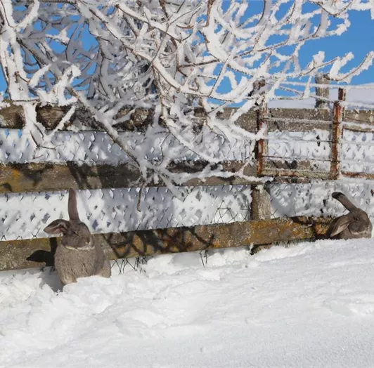 Unsere Hasen genießen die Sonne