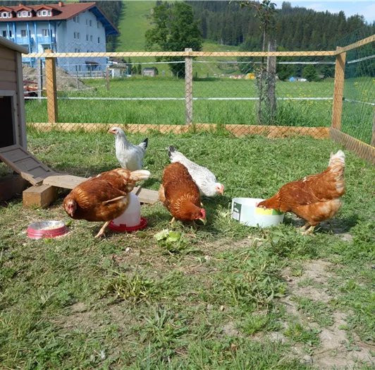 Eine kleine Gruppe Hühner frisst im Freien auf einer grünen Wiese. Im Hintergrund ist ein Hühnerhaus und eine bezaubernde Landschaft zu sehen.