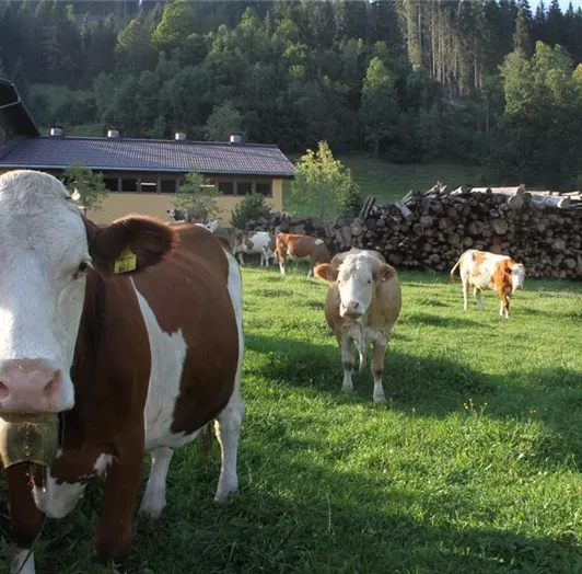 Unsere Kuehe