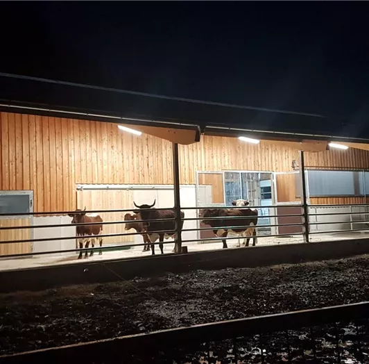 Unsere Kühe auf der Terasse