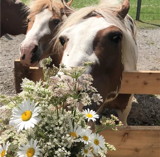 Unsere lieben Ponys