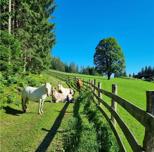 Unsere Ponys auf der Weide