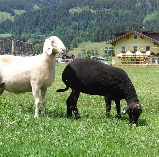 Zwei Schafe grasen auf einer grünen Wiese. Im Hintergrund ist ein schönes Haus und sanfte Hügel zu sehen.