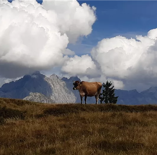 Wanderung auf den Rossbrand