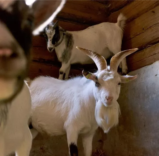 Ziegen am Gabrielgut