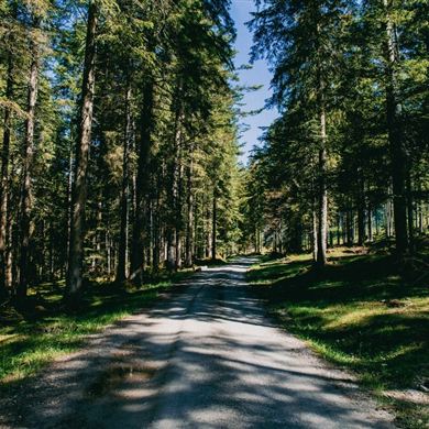 Waldweg Flachau - Flachauwinkl (4)